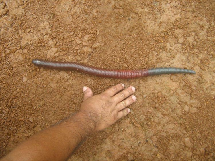 Ecuador Worms