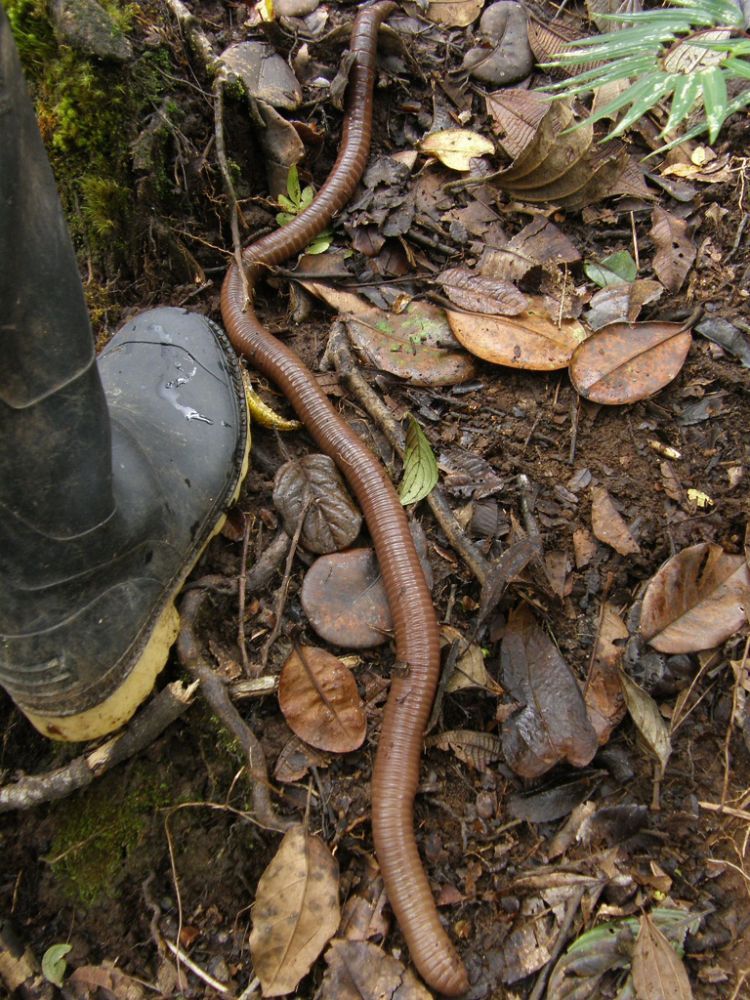 Ecuador Worms