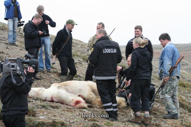 Polar bear slain in Iceland