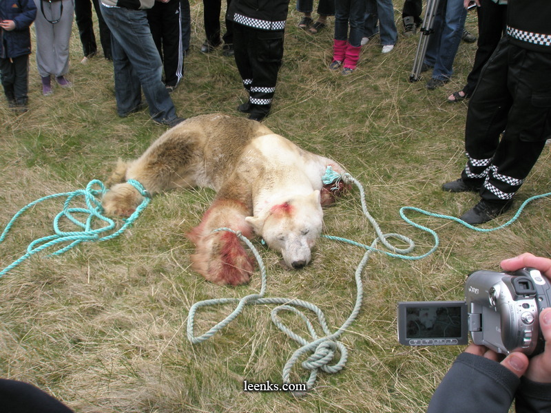Polar bear slain in Iceland