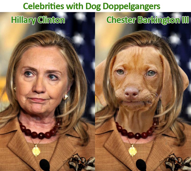 Hillary Clinton and her dog doppelganger, Chester Barkington III, Senator from Ohio (D)