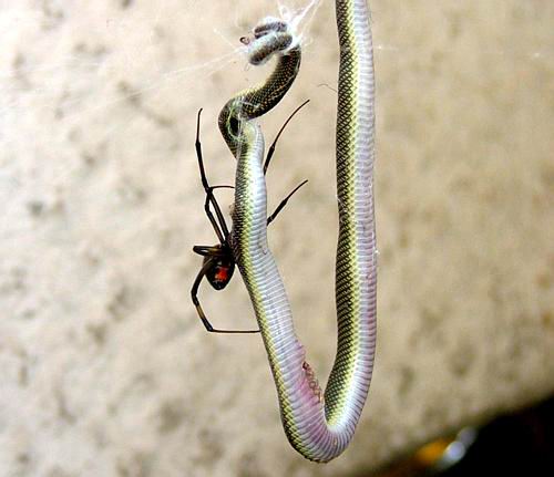 Snake vs. Spider