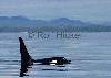 Killer Whale set2