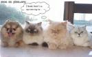 funny cats 1