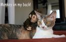 funny cats 1