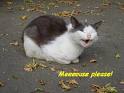 funny cats 1