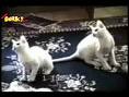 funny cats 1