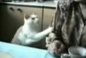 funny cats 1