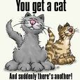 funny cats