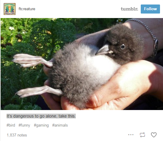 puffin babies - Perture ftcreature tumblr. It's dangerous to go alone, take this. 1,837 notes