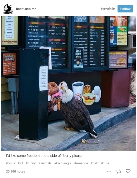 Bald Eagle at a fast food drive through looking at a menu