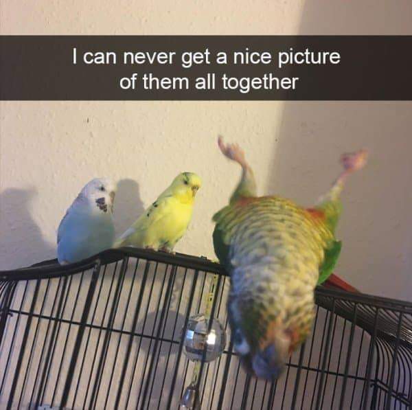 animal snaps - I can never get a nice picture of them all together