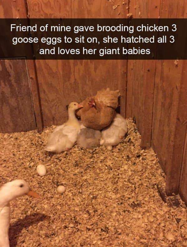 funny animal snapchat - Friend of mine gave brooding chicken 3 goose eggs to sit on, she hatched all 3 and loves her giant babies