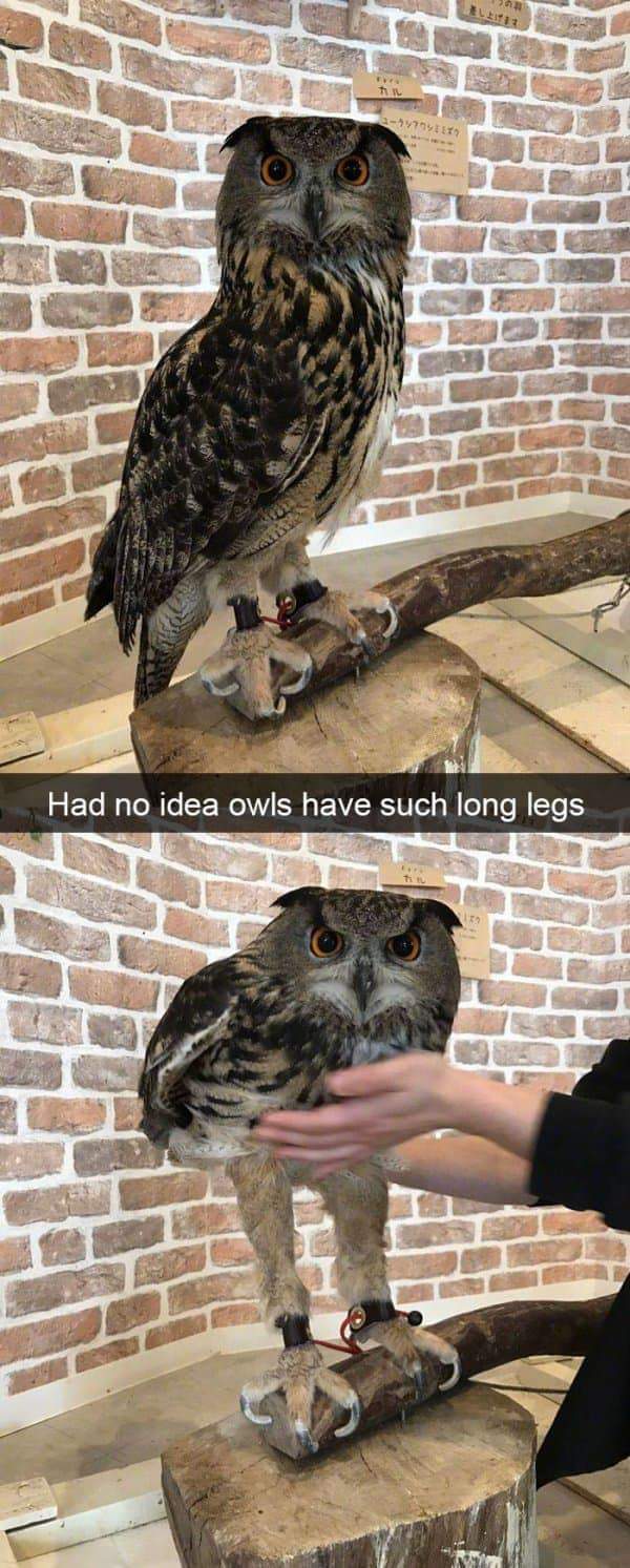 long are owl legs - Had no idea owls have such long legs