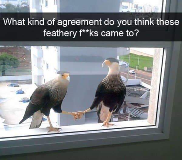 funny animal snapchat - What kind of agreement do you think these feathery fks came to?