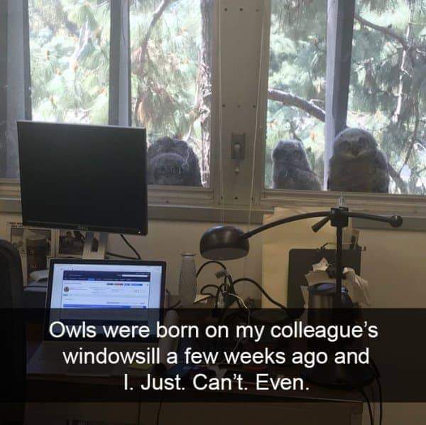 owls outside office window - Owls were born on my colleague's windowsill a few weeks ago and 1. Just Can't. Even.