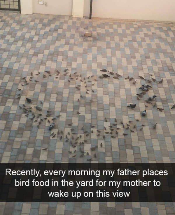 floor - Recently, every morning my father places bird food in the yard for my mother to wake up on this view