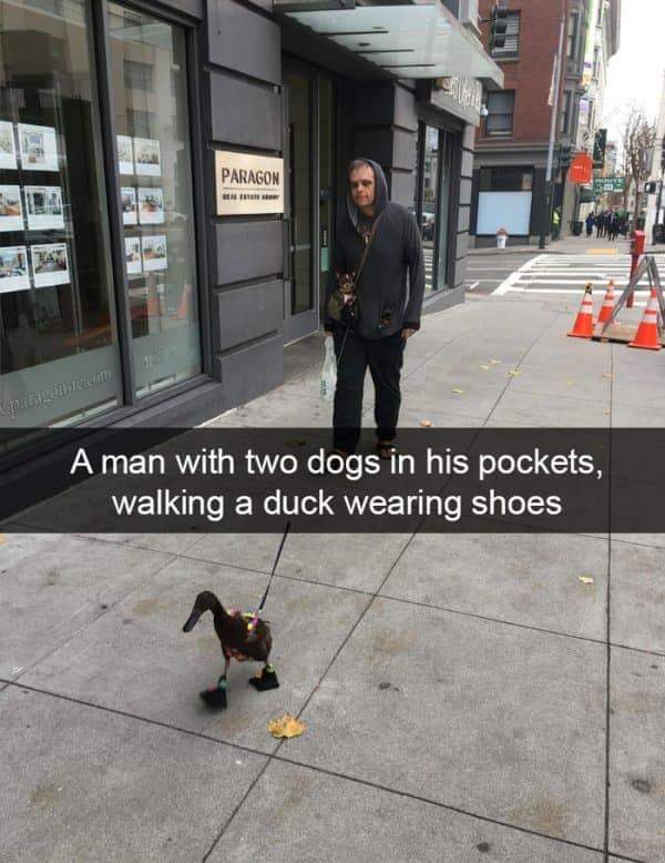 crackheads with pets - Paragon Protect A man with two dogs in his pockets, walking a duck wearing shoes