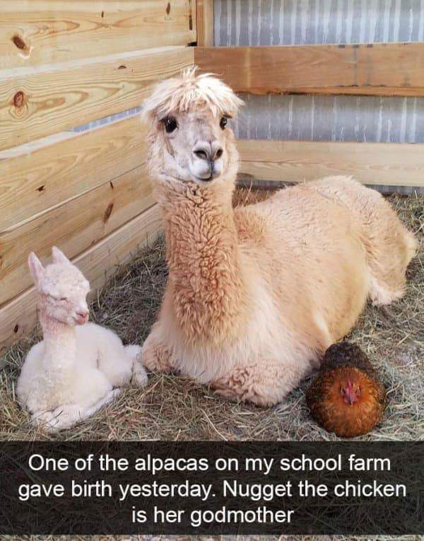 funny animal - One of the alpacas on my school farm gave birth yesterday. Nugget the chicken is her godmother
