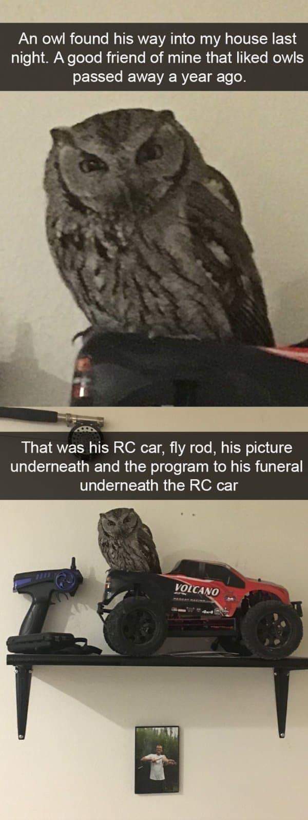 owls snapchat - An owl found his way into my house last night. A good friend of mine that d owls passed away a year ago. That was his Rc car, fly rod, his picture underneath and the program to his funeral underneath the Rc car Volcano