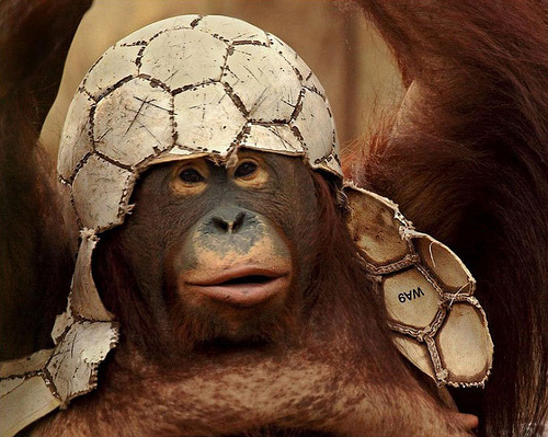 I love this Orangutan Picture!