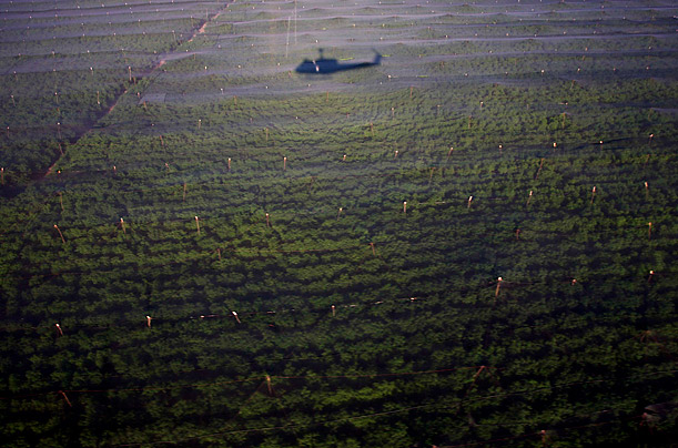A Giant Marijuana Plantation Is Discovered in Mexico