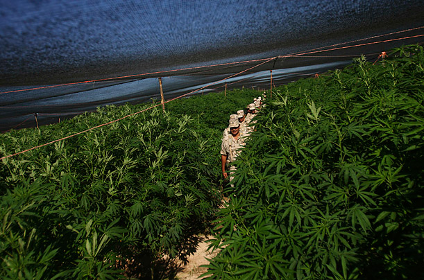 A Giant Marijuana Plantation Is Discovered in Mexico