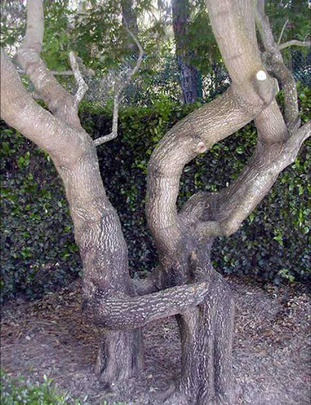 Crazy Tree Shapes