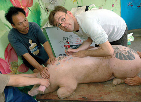 Tattooed pigs