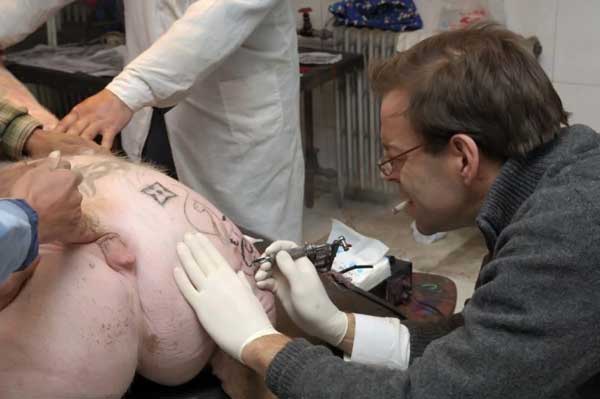 Tattooed pigs