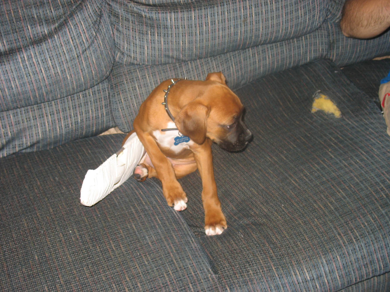 Puppy in a cast