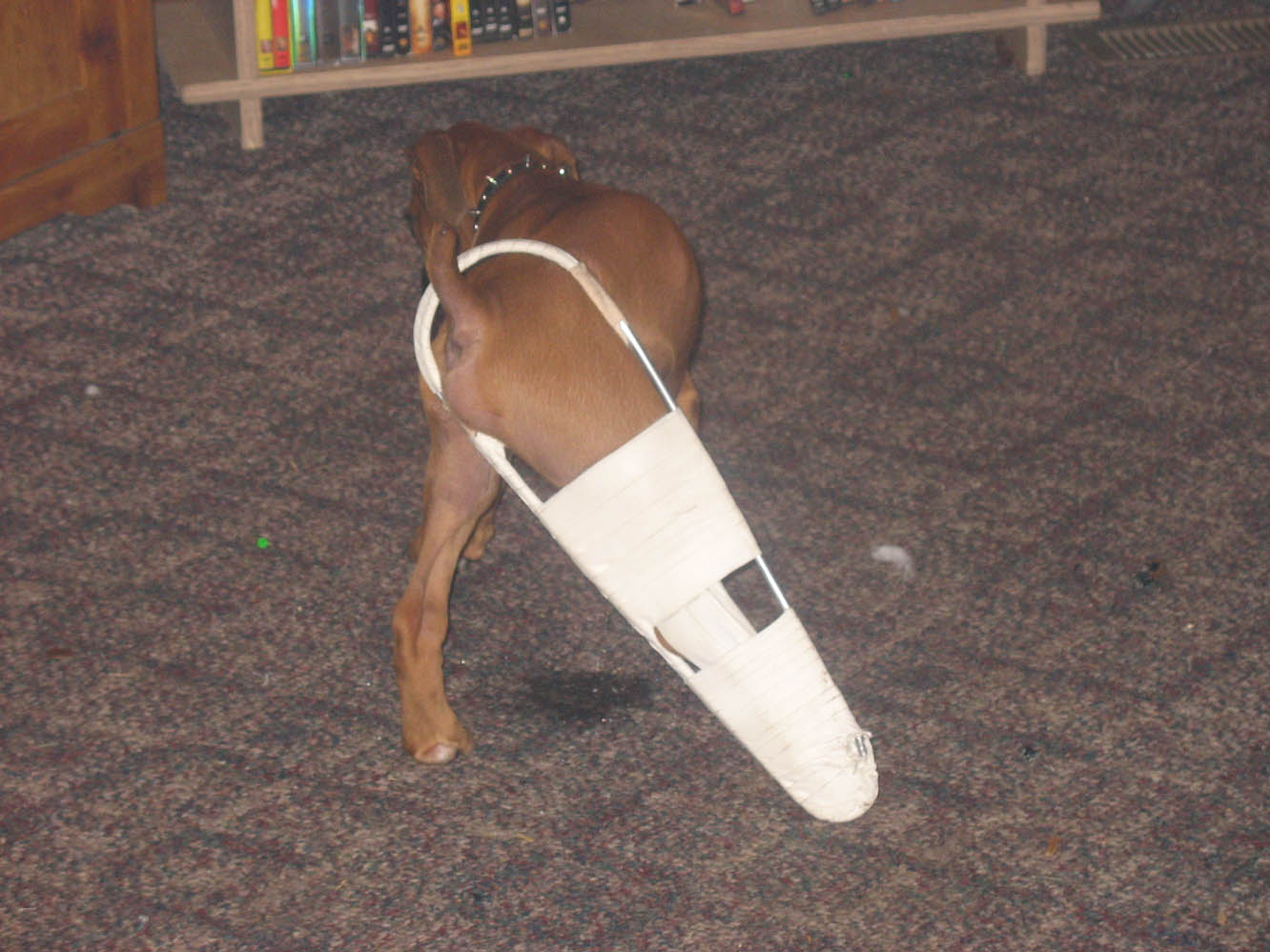 Puppy in a cast