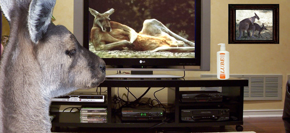 kangaroo watching porn