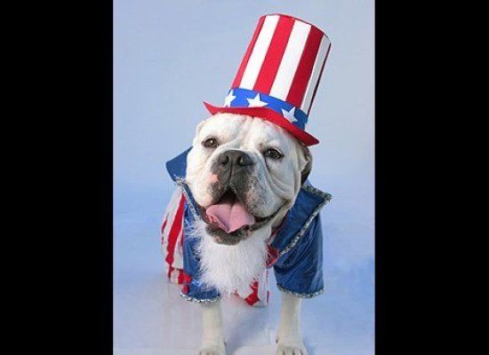 Pets Who HATE 4th of July!