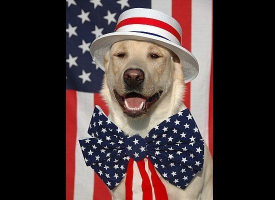 Pets Who HATE 4th of July!