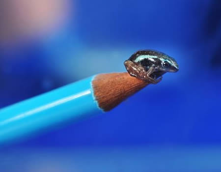 Smallest Poisonous Frog - less than 1 cm long, yet 200 times more toxic than morphine (Ecuador)