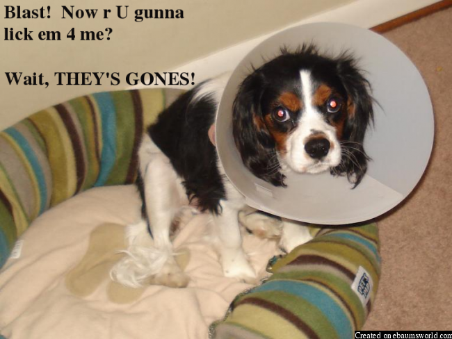 Dog owned, now neutered.