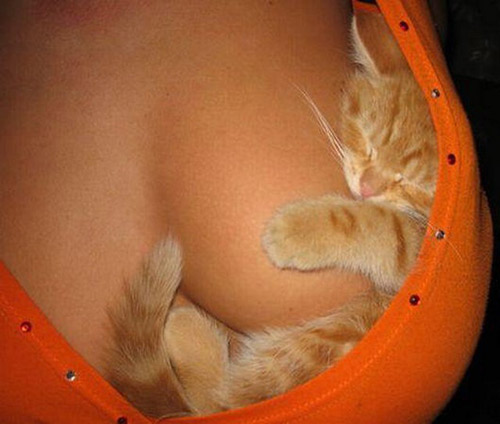 kitty in womans boob