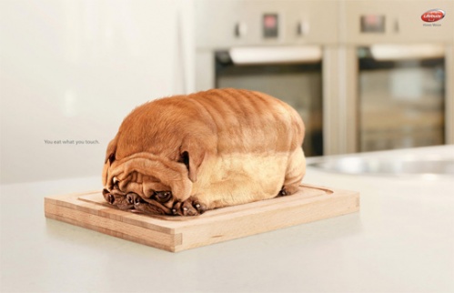  Dog Toast: You eat what you touch