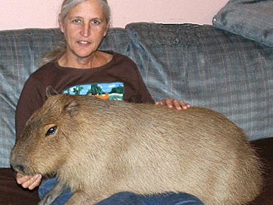 LIVING WITH THE WORLD'S LARGEST RODENT
