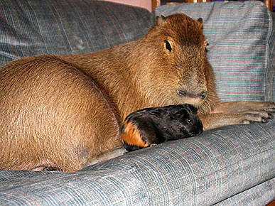 LIVING WITH THE WORLD'S LARGEST RODENT