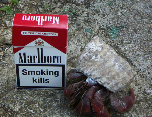Crabs smoking cigarettes
