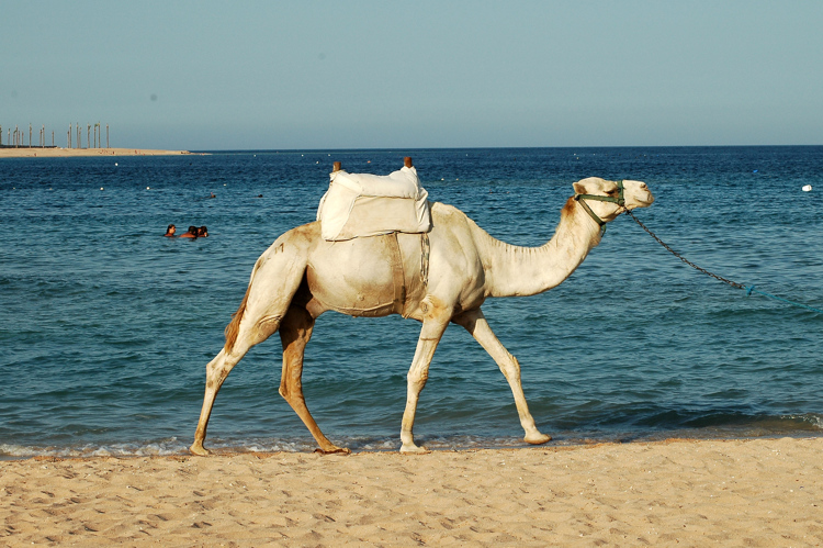 siamese camel