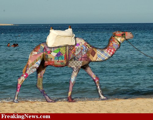arabian camel - FreakingNews.com