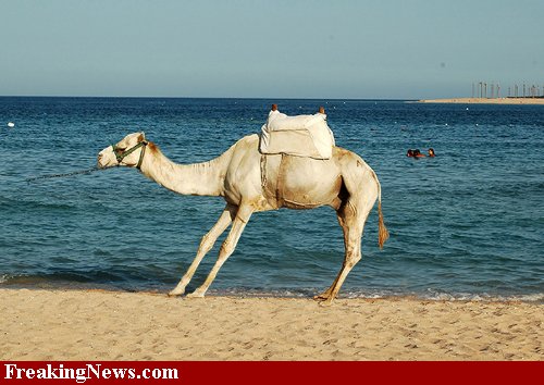 arabian camel - FreakingNews.com