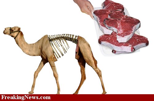camel steak - FreakingNews.com