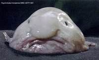 ugly animal blob fish