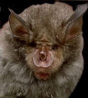 ugly animal greater horseshoe bat