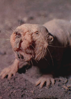 ugly animal ugliest naked mole rat