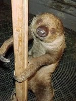 ugly animal sloths marsupials